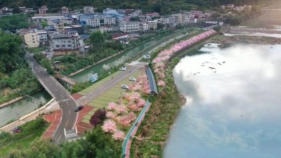 结下“樱”缘！广东省武汉大学校友会牵手蕉岭打造樱花主题碧道