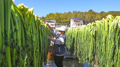 冬日梅菜香！平远黄沙村村民收获“梅”好“钱”景！