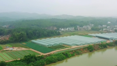 梅州V视丨五华237名“产业村长”带动3000多农民就业 