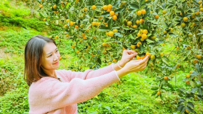 “桔”时到！蕉岭县长潭镇百美村金桔飘香好“丰”景