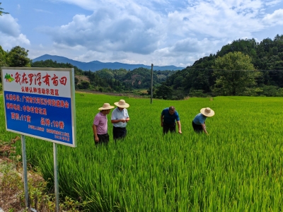 撂荒地“活”了！“我在罗浮有亩田”，成果丰硕！