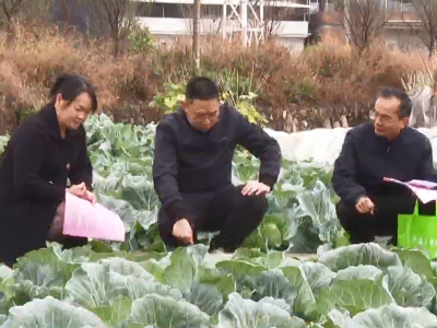 稳住冬季“菜篮子”！梅江区农技人员深入一线忙“支招”