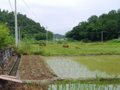 再创历史新高 我国2023年粮食产量13908.2亿斤
