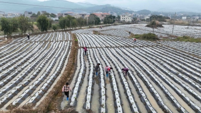 干劲十足战春耕！平远万亩烟叶移栽忙