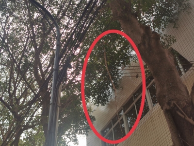 梅城部分路树枝干断裂存隐患，相关部门：将尽快处理