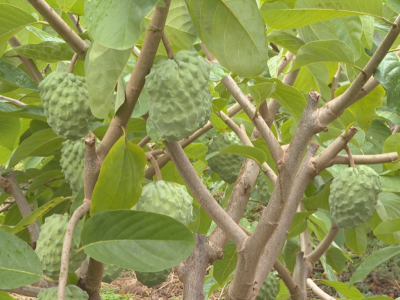 超甜！蕉岭长潭300亩凤梨释迦丰收啦！