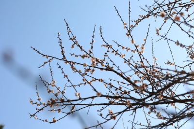 寿乡蕉岭·桂花