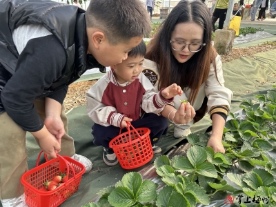 绘就大好“莓”景！蕉岭三圳镇搭好“采摘经济”快车赋能“百千万工程”