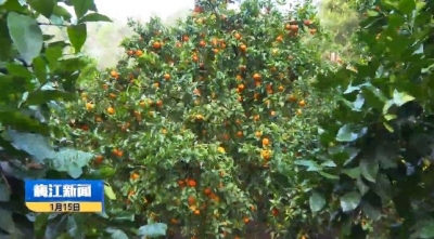 西阳镇塘青村：冬日里的“金果子”挂满树