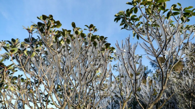 大寒至，待春归！