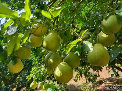 梅县区新城中心小学林祈龙丨故乡的沙田柚
