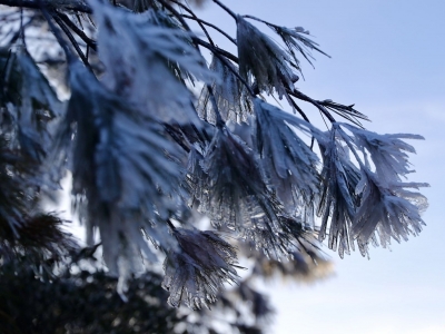 2024年首场寒潮强势来袭，柑橘果树如何防御？