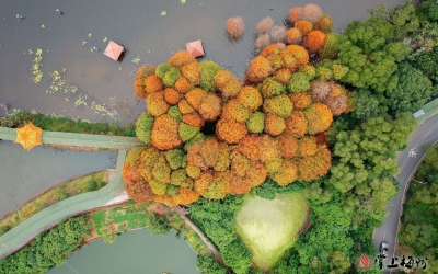 梅州农村基层党组织乡村绿化，要做好这“十个一”！