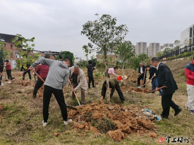“植”此青绿！梅江区西郊街道西区村开展新春系列植树活动