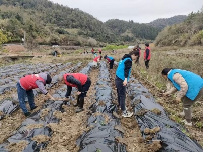 接地气！平远中行镇组织党员干部“种椒”助农