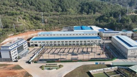 拔节而上！蕉岭毛竹产业冲刺亿元小目标