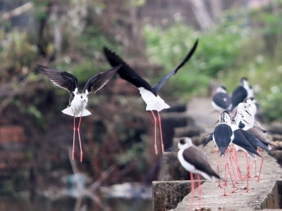 梅州将举办2024年“爱鸟周”主题宣传活动，地点：剑英公园