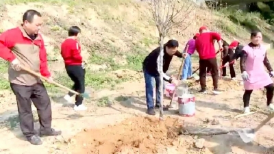 凝心聚力增春色！大埔县委统战部开展义务植树活动