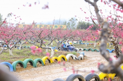 桃花灼灼产业旺！蕉岭县广福豪岭村“桃经济”链出“富民果” 