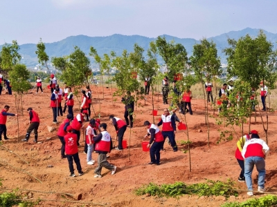 “党员先锋林”茁壮成长！梅州：乡村绿化计划植树89万株，筹措资金近1亿元！