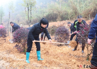 全县栽种树苗约1.46万株！五华组织开展义务植树活动 