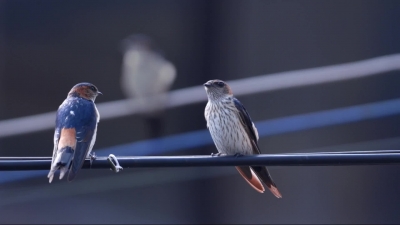 今日春分：莺飞草长 清歌悠扬