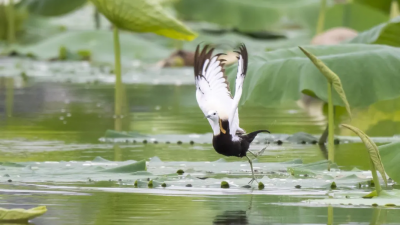 魅力梅州丨长得漂亮，啼声动听~来，带你认识一下梅州的小精灵！