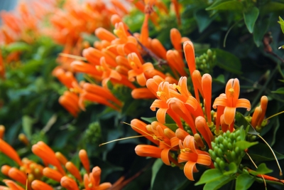 寿乡蕉岭·桂花