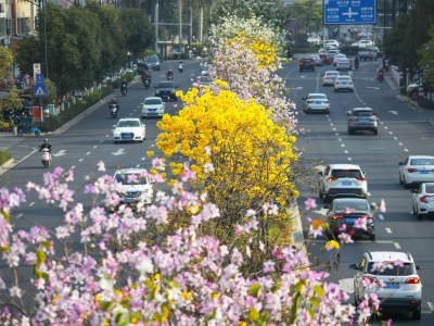 植树造林热潮起 梅江大地满城绿！梅江区凝聚社会各界力量持续推进县镇村绿化工作