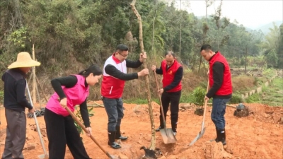 绿美丰顺 全民参与 ！丰顺县各地各部门纷纷携手共建绿美家园