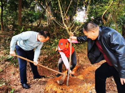 “含绿量”再刷新！梅江区金山街道掀起植树热潮，为“百千万工程”添“绿”赋能