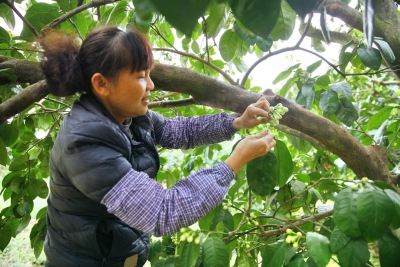 “柚”到花开季，果农疏花忙！