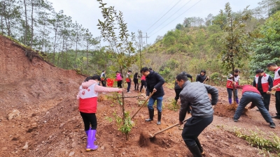 植树正当时！兴宁市掀起党建引领乡村绿化热潮