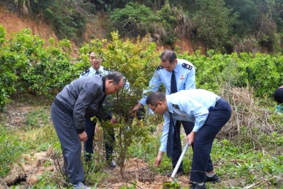 携手共建添新绿！大埔税务开展植树主题党日活动