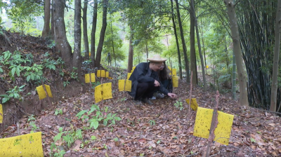 “点绿成金” ！平远县深耕林下经济绘就致富前景