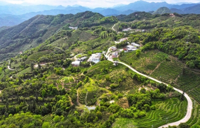 新芽吐翠茗飘香，梅州春茶开采忙！