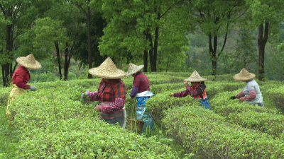 平远：茶园春色浓 采茶正当时