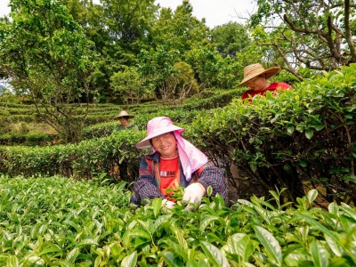 扩大种植规模 提升茶叶品质！大埔大麻镇桃石村打造“石涧茶”品牌 带动茶农增收致富