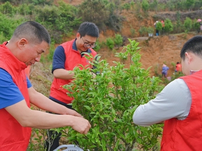 一芽一叶总关情！丰顺县烟草专卖局党员干部走进凤坪畲族村助农采茶