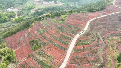 茶韵飘香促振兴！平远热柘春茶抢“鲜”开采