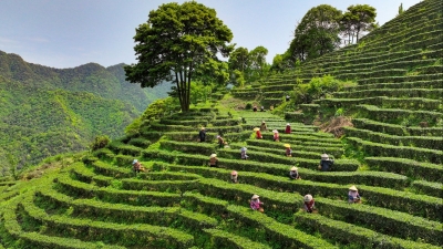 梅州有好茶！今年梅州春茶采摘面积约35.4万亩，产量1.86万吨