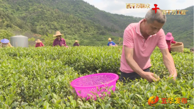 把“绿叶子”变成“金叶子”！“产业村长”江象任深耕茶产业 富民促振兴