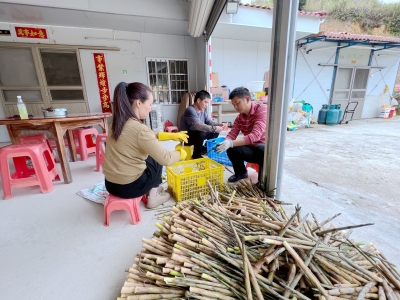 深山里的“春之味”，客家人都懂！