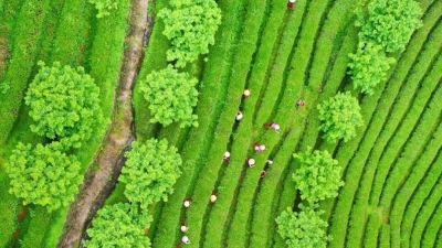 魅力梅州丨梅州有好茶！天气刚好，一起游山品茗？