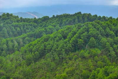 守牢生态家底，擦亮绿美底色！梅州国有林场积极探索森林可持续经营路径