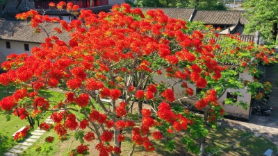 凤凰花怒放，夏日的东山书院“红了”~