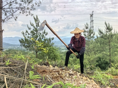 优化林分结构 提升森林质量！梅江区统筹推进林分优化与松材线虫病防治工作