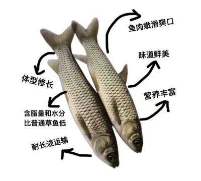 梅州：一条鱼游出的渔业发展之路