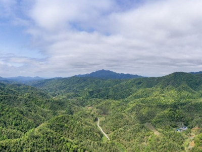 植树造林添最美底色！蕉岭县开展森林质量精准提升和城乡一体绿化美化行动