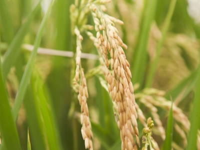 三部门明确！三大粮食作物两种农业保险政策今年起在全国全面实施